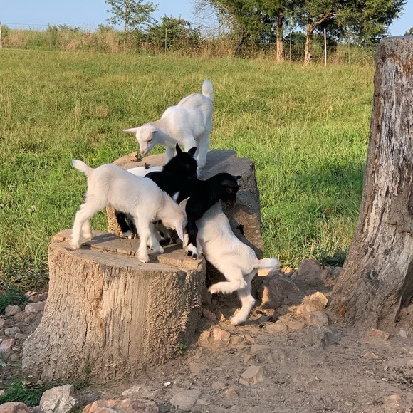 Crys Rice - Picture 2 of 6